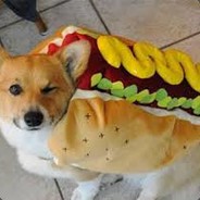 hotdoggo