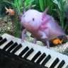 SuN -axolotl-